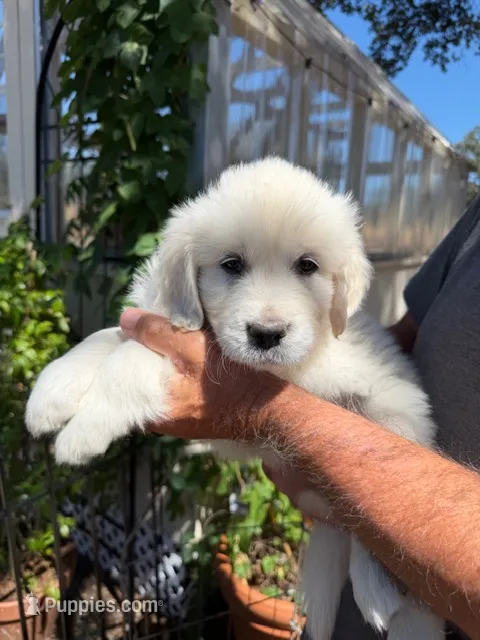 AKC English Cream golden retriever puppy – Golden Retriever, English Cream Golden Retriever puppy for sale in Modesto, CA