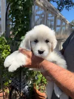 AKC English Cream golden retriever puppy, a  Golden Retriever and English Cream Golden Retriever for sale in Modesto, CA – 1 of 8