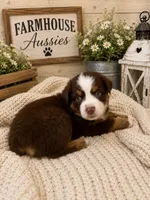 Australian shepherd red tri female , a female Australian Shepherd for sale in Modesto, CA – 2 of 8