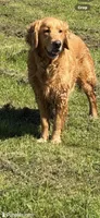 Golden retriever puppy light golden Christmas litter, a  Golden Retriever for sale in Modesto, CA – 5 of 8
