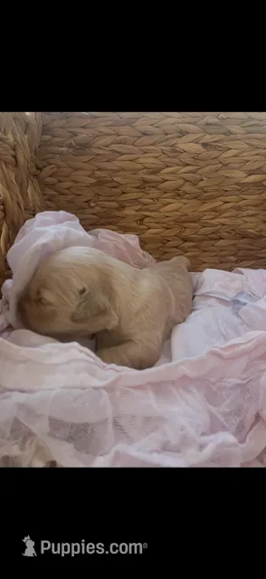 Golden retriever puppy female – Golden Retriever puppy for sale in Modesto, CA