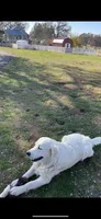 AKC Golden Retriever English Cream , a male Golden Retriever and English Cream Golden Retriever for sale in Modesto, CA – 7 of 7