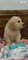 AKC golden retriever puppy female, a female Golden Retriever and English Cream Golden Retriever for sale in Modesto, CA – 2 of 7