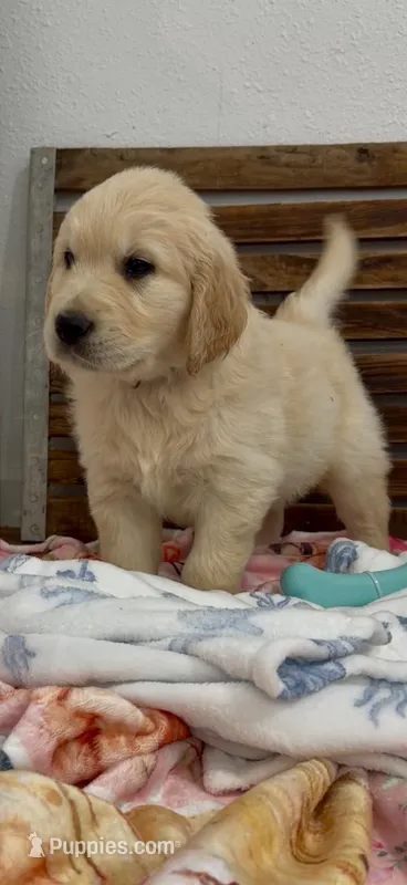 AKC golden retriever puppy male – Golden Retriever, English Cream Golden Retriever puppy for sale in Modesto, CA