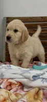 AKC golden retriever puppy female, a female Golden Retriever and English Cream Golden Retriever for sale in Modesto, CA – 1 of 7