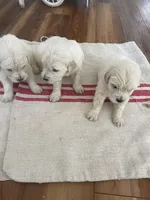 AKC Golden Retriever English Cream , a male Golden Retriever and English Cream Golden Retriever for sale in Modesto, CA – 3 of 7
