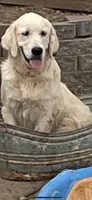 AKC Golden Retriever English Cream , a male Golden Retriever and English Cream Golden Retriever for sale in Modesto, CA – 6 of 7
