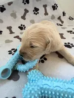 AKC golden retriever puppy male, a male Golden Retriever and English Cream Golden Retriever for sale in Modesto, CA – Photo 2 of 5