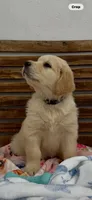AKC golden retriever puppy female, a female Golden Retriever and English Cream Golden Retriever for sale in Modesto, CA – 7 of 7