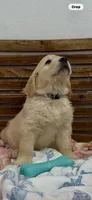 AKC golden retriever puppy female, a female Golden Retriever and English Cream Golden Retriever for sale in Modesto, CA – 4 of 7