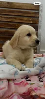 AKC golden retriever puppy female, a female Golden Retriever and English Cream Golden Retriever for sale in Modesto, CA – 6 of 7
