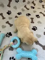 AKC golden retriever puppy male, a male Golden Retriever and English Cream Golden Retriever for sale in Modesto, CA – Photo 3 of 5