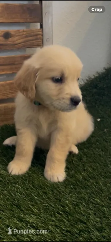 AKC golden retriever puppy male – Golden Retriever, English Cream Golden Retriever puppy for sale in Modesto, CA