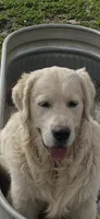 AKC Golden Retriever English Cream , a male Golden Retriever and English Cream Golden Retriever for sale in Modesto, CA – 4 of 7
