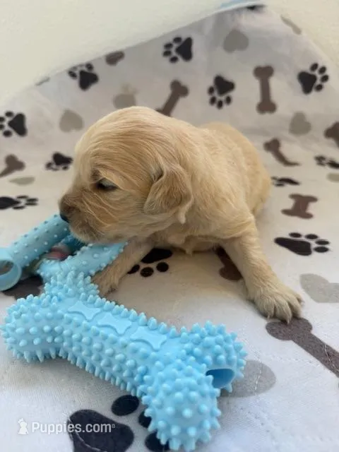AKC golden retriever puppy male – Golden Retriever, English Cream Golden Retriever puppy for sale in Modesto, CA