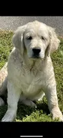 AKC Golden Retriever English Cream , a male Golden Retriever and English Cream Golden Retriever for sale in Modesto, CA – 5 of 7