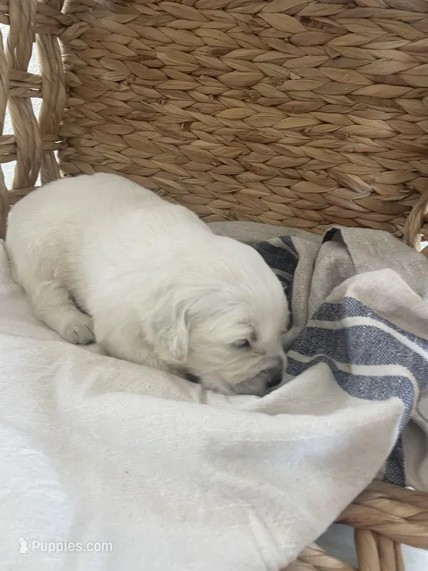 Golden Retriever English Cream  – Golden Retriever, English Cream Golden Retriever puppy for sale in Modesto, CA