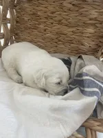 AKC Golden Retriever English Cream , a male Golden Retriever and English Cream Golden Retriever for sale in Modesto, CA – 1 of 7