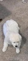 AKC Golden Retriever English Cream , a male Golden Retriever and English Cream Golden Retriever for sale in Modesto, CA – 2 of 7