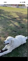 Golden retriever English Cream lime green collar, a  Golden Retriever and English Cream Golden Retriever for sale in Modesto, CA – 2 of 3