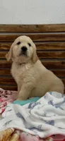 AKC golden retriever puppy female, a female Golden Retriever and English Cream Golden Retriever for sale in Modesto, CA – 5 of 7