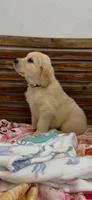 AKC golden retriever puppy female, a female Golden Retriever and English Cream Golden Retriever for sale in Modesto, CA – 3 of 7