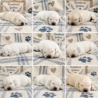 Golden Retriever English cream  male, a male Golden Retriever and English Cream Golden Retriever for sale in Modesto, CA – 3 of 9