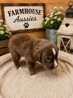 Australian shepherd red tri male, a male Australian Shepherd for sale in Modesto, CA – 2 of 5
