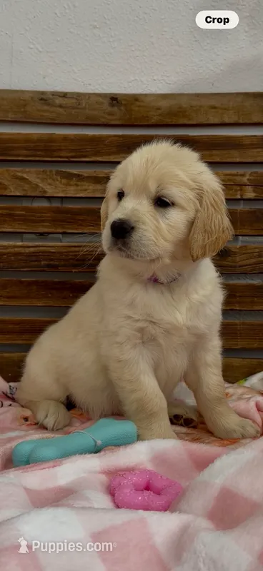 AKC  golden retriever puppy light golden female pink collar – Golden Retriever, English Cream Golden Retriever puppy for sale in Modesto, CA