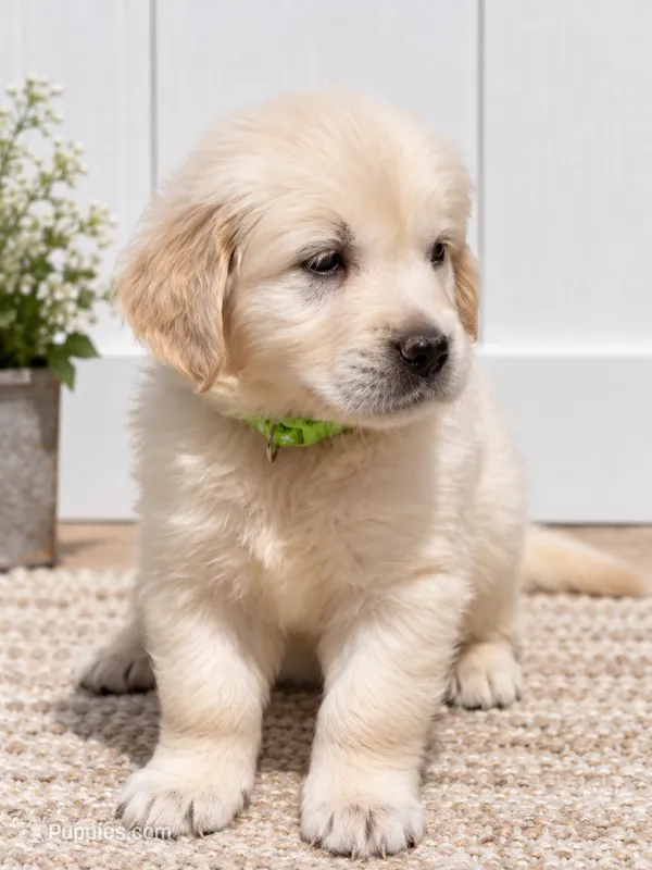 Golden Retriever light golden female  – Golden Retriever, English Cream Golden Retriever puppy on hold in Modesto, CA