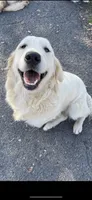 AKC English Cream golden Retriever puppy male, a male Golden Retriever and English Cream Golden Retriever for sale in Modesto, CA – 2 of 6