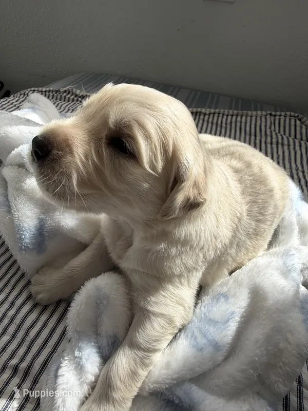 Golden retriever puppy male – Golden Retriever puppy for sale in Modesto, CA
