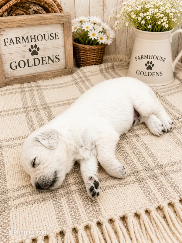 Golden retriever English Cream golden retriever puppy  – Golden Retriever puppy for sale in Modesto, CA