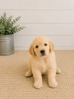 Golden Retriever light honey  golden female  puppy, a female Golden Retriever for sale in Modesto, CA – 2 of 9