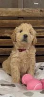 Goldendoodle golden retriever female F1, a female Goldendoodle and Golden Retriever for sale in Manteca, CA – Photo 5 of 5