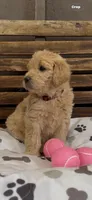 Goldendoodle golden retriever female F1, a female Goldendoodle and Golden Retriever for sale in Manteca, CA – Photo 2 of 5