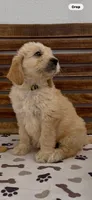 Goldendoodle  lime green collar female    golden retriever , a female Goldendoodle and Golden Retriever for sale in Merced, CA – Photo 3 of 7
