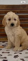 Goldendoodle  lime green collar female    golden retriever , a female Goldendoodle and Golden Retriever for sale in Merced, CA – Photo 1 of 7
