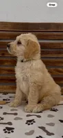 Goldendoodle  lime green collar female    golden retriever , a female Goldendoodle and Golden Retriever for sale in Merced, CA – Photo 7 of 7