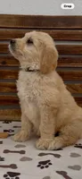 Goldendoodle  lime green collar female    golden retriever , a female Goldendoodle and Golden Retriever for sale in Merced, CA – Photo 5 of 7
