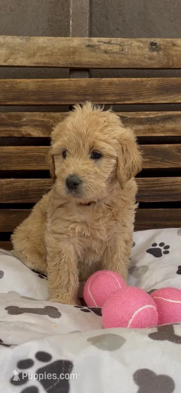 Goldendoodle golden retriever female F1