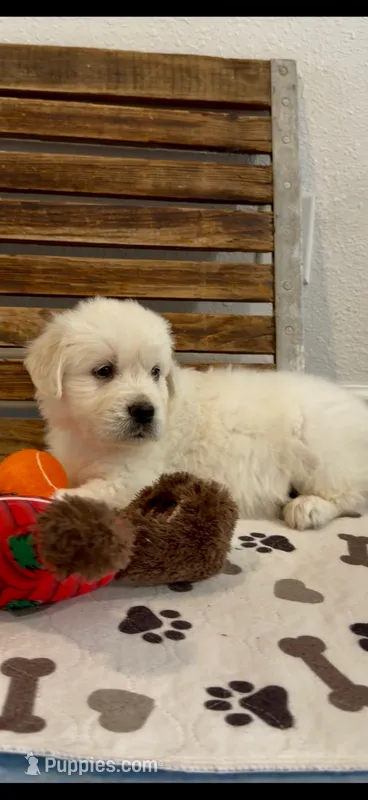 AKC English Cream golden Retriever puppy male – Golden Retriever, English Cream Golden Retriever puppy for sale in Modesto, CA