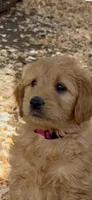 Goldendoodle golden retriever male, a female Goldendoodle and Golden Retriever for sale in Merced, CA – Photo 4 of 6