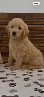 Goldendoodle  blue collar golden retriever male, a female Goldendoodle and Golden Retriever for sale in Merced, CA – Photo 7 of 10