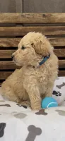 Goldendoodle golden retriever F1, a male Goldendoodle and Golden Retriever for sale in Manteca, CA – Photo 4 of 4