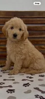Goldendoodle  blue collar golden retriever male, a female Goldendoodle and Golden Retriever for sale in Merced, CA – Photo 5 of 10