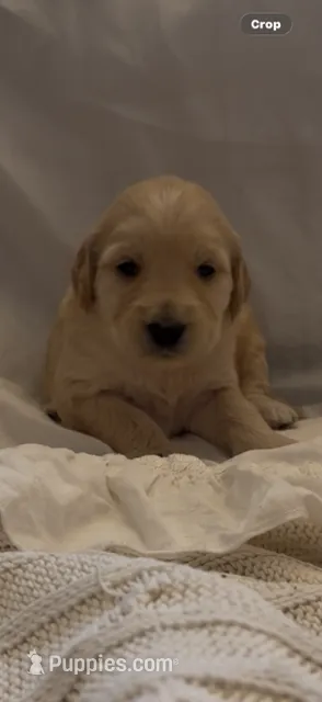 Goldendoodle 1 Female