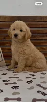 Goldendoodle  blue collar golden retriever male, a female Goldendoodle and Golden Retriever for sale in Merced, CA – Photo 6 of 10