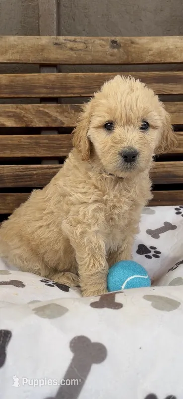 Goldendoodle golden retriever F1
