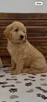Goldendoodle  blue collar golden retriever male, a female Goldendoodle and Golden Retriever for sale in Merced, CA – Photo 4 of 10
